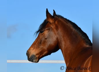 Andaluces, Caballo castrado, 4 años, 155 cm, Castaño