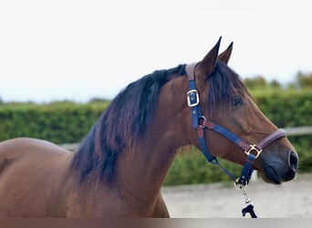 Andaluces, Caballo castrado, 4 años, 155 cm, Castaño