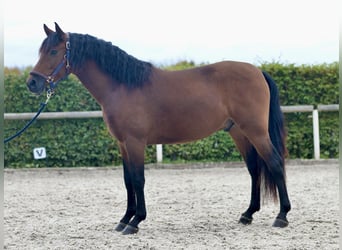 Andaluces, Caballo castrado, 4 años, 155 cm, Castaño