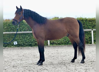 Andaluces, Caballo castrado, 4 años, 155 cm, Castaño