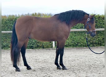 Andaluces, Caballo castrado, 4 años, 155 cm, Castaño