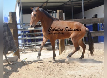Andaluces, Caballo castrado, 4 años, 155 cm, Castaño