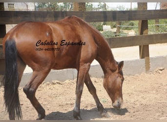 Andaluces, Caballo castrado, 4 años, 155 cm, Castaño