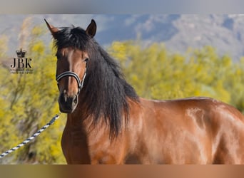 Andaluces, Caballo castrado, 4 años, 155 cm, Castaño