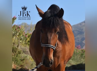 Andaluces, Caballo castrado, 4 años, 155 cm, Castaño