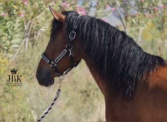 Andaluces, Caballo castrado, 4 años, 155 cm, Castaño