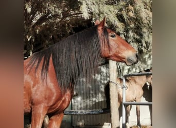 Andaluces, Caballo castrado, 4 años, 155 cm, Castaño