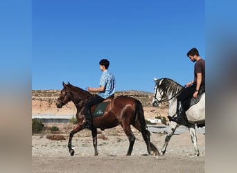 Andaluces, Caballo castrado, 4 años, 155 cm, Castaño