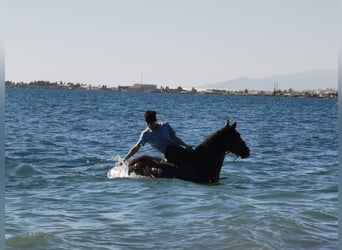 Andaluces, Caballo castrado, 4 años, 155 cm, Castaño