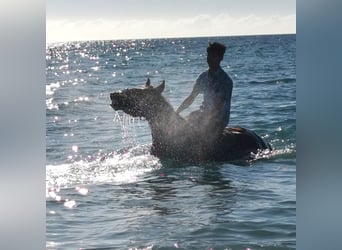 Andaluces, Caballo castrado, 4 años, 155 cm, Castaño