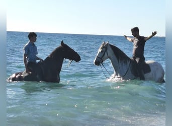 Andaluces, Caballo castrado, 4 años, 155 cm, Castaño