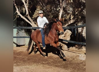 Andaluces, Caballo castrado, 4 años, 155 cm, Castaño