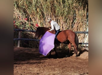 Andaluces, Caballo castrado, 4 años, 155 cm, Castaño