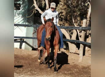 Andaluces, Caballo castrado, 4 años, 155 cm, Castaño