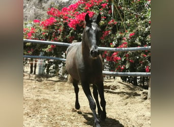 Andaluces, Caballo castrado, 4 años, 155 cm, Negro