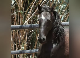 Andaluces, Caballo castrado, 4 años, 155 cm, Negro