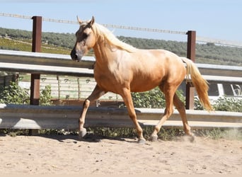 Andaluces, Caballo castrado, 4 años, 155 cm, Palomino