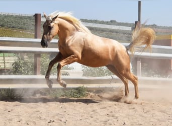 Andaluces, Caballo castrado, 4 años, 155 cm, Palomino