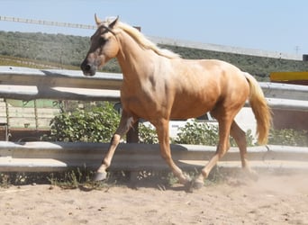 Andaluces, Caballo castrado, 4 años, 155 cm, Palomino