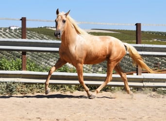 Andaluces, Caballo castrado, 4 años, 155 cm, Palomino