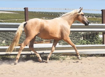 Andaluces, Caballo castrado, 4 años, 155 cm, Palomino