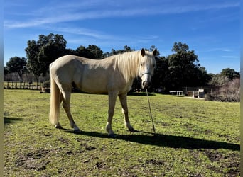 Andaluces Mestizo, Caballo castrado, 4 años, 155 cm, Palomino