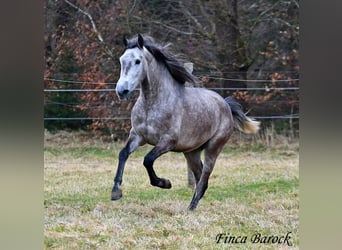 Andaluces, Caballo castrado, 4 años, 155 cm, Tordo