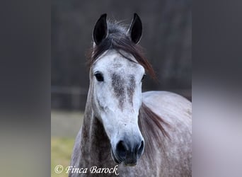 Andaluces, Caballo castrado, 4 años, 155 cm, Tordo