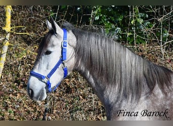 Andaluces, Caballo castrado, 4 años, 155 cm, Tordo