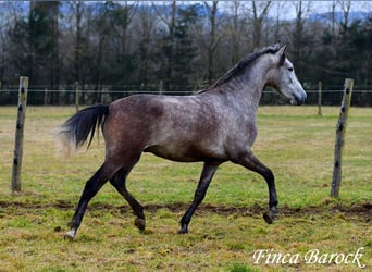 Andaluces, Caballo castrado, 4 años, 155 cm, Tordo