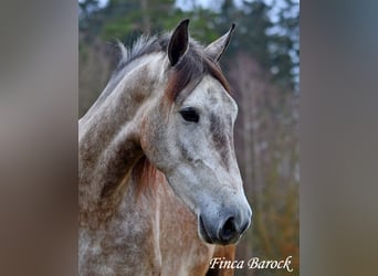 Andaluces, Caballo castrado, 4 años, 155 cm, Tordo