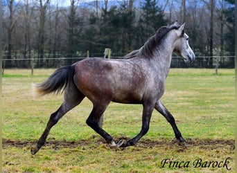 Andaluces, Caballo castrado, 4 años, 155 cm, Tordo