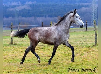 Andaluces, Caballo castrado, 4 años, 155 cm, Tordo