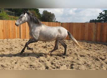 Andaluces, Caballo castrado, 4 años, 155 cm, Tordo