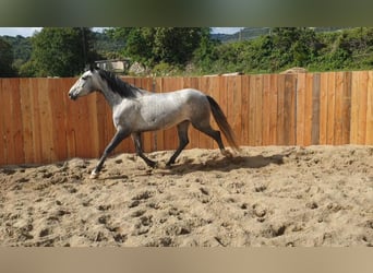 Andaluces, Caballo castrado, 4 años, 155 cm, Tordo