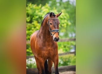 Andaluces, Caballo castrado, 4 años, 156 cm, Castaño