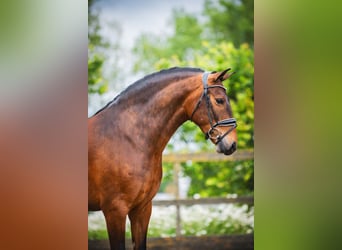 Andaluces, Caballo castrado, 4 años, 156 cm, Castaño