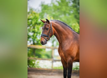 Andaluces, Caballo castrado, 4 años, 156 cm, Castaño