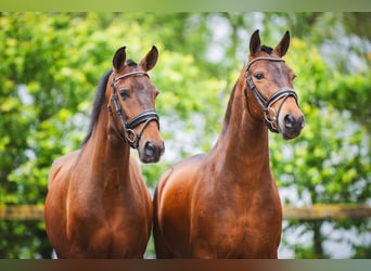 Andaluces, Caballo castrado, 4 años, 156 cm, Castaño