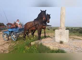 Andaluces, Caballo castrado, 4 años, 156 cm, Castaño