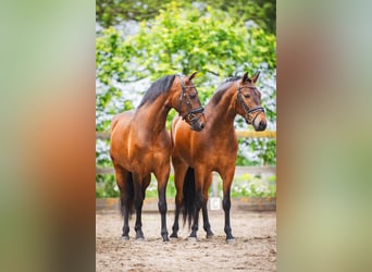 Andaluces, Caballo castrado, 4 años, 156 cm, Castaño