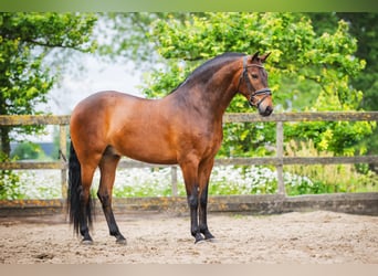 Andaluces, Caballo castrado, 4 años, 156 cm, Castaño