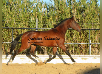 Andaluces, Caballo castrado, 4 años, 156 cm, Castaño