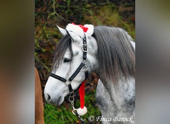 Andaluces, Caballo castrado, 4 años, 156 cm, Tordo