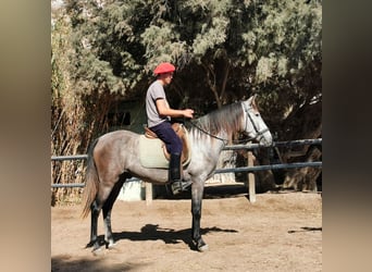 Andaluces, Caballo castrado, 4 años, 156 cm, Tordo
