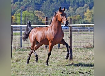 Andaluces, Caballo castrado, 4 años, 157 cm, Castaño