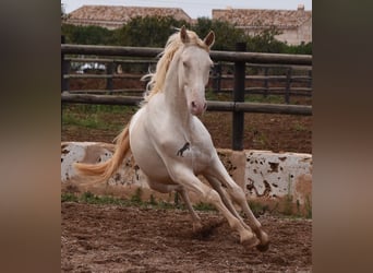 Andaluces, Caballo castrado, 4 años, 157 cm, Cremello