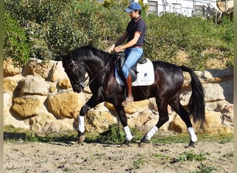 Andaluces, Caballo castrado, 4 años, 157 cm, Negro