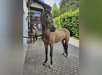 Andaluces, Caballo castrado, 4 años, 158 cm, Bayo