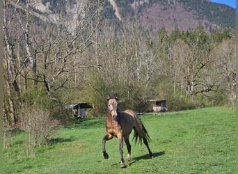 Andaluces, Caballo castrado, 4 años, 158 cm, Bayo